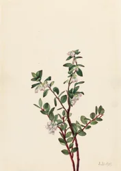 Box Huckleberry