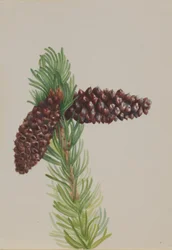 Bristle-Cone Pine