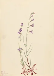 Brook Lobelia