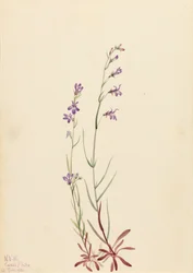Brook Lobelia, 1923