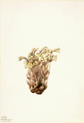 Broomrape