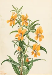 Buff Monkeyflower
