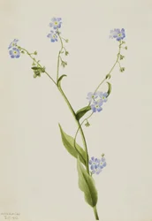 Bur-forget-me-not Lappula Diffusa