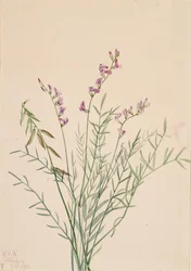 Burgess Milkvetch Astragalus bourgovii, 1922