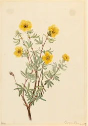 Bush Cinquefoil Potentilla fruticosa, 1917