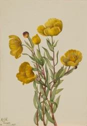 Bushpoppy
