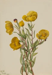 Bushpoppy Dendromecon Rigidum