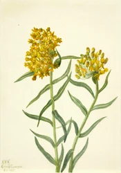 Butterfly Weed