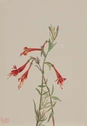 California Fuschia Zauschneria californica, 1936