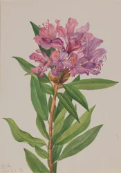 California Rose-Bay Rhododendron californicum
