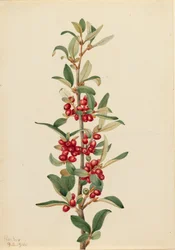 Canada Buffaloberry