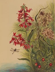 Cardinal Flower