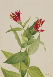 Carolina Pink Spigelia marylandica