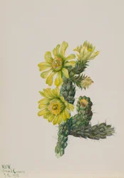 Cholla Opuntia whipplei