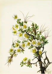Cliffrose Cowania stanshuriana