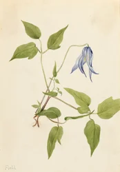 Columbia Clematis Clematis Columbiana