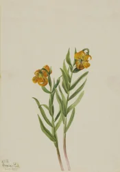 Columbia Lily, 1925