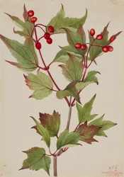 Cranberrybush Viburnum pauciflorum, 1923