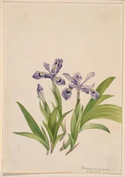 Crested Iris