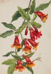 Crossvine Anisostichus capreolatus, 1925