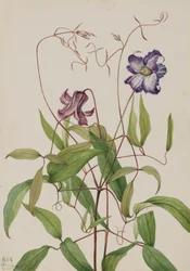 Curly Clematis Clematis crispa