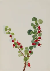 Currant (unfinished)