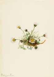 Cut-Leaf Fleabane