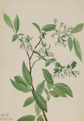 Deerberry (Polycodium stamineum)
