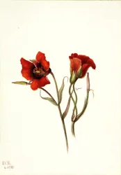 Desert Mariposa Calochortus kennedyi, 1935
