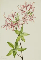 Downy Pinxter Bloom