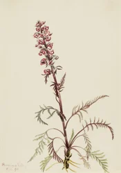 Elephanthead Pedicularis Groenlandica