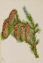 Engelmann Spruce Picea engelmanni, 1920