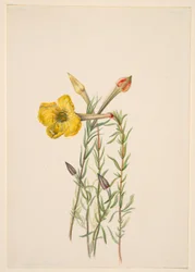 Evening Primrose