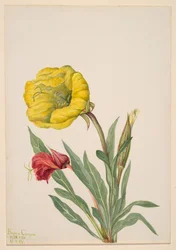 Evening Primrose Oenothera howardi