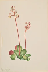 Evergreen Saxifrage Leptarrhena Pyrolifolia, 1917