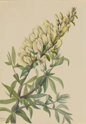 False Indigo