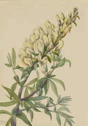 False Indigo Baptista bructeata