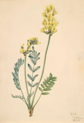 False Locoweed Oxytropia gracilis, 1920