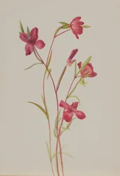 Farewell to Spring Godetia Amoena Lilja