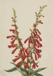 Fire Pentstemon Pentstemon eatonii, 1927