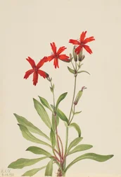 Fire Pink Silene virginica, 1932