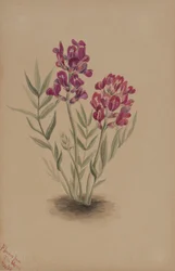 Flowers from the Mesa