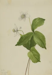 Forest Anemone