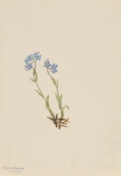 Forget-Me-Not
