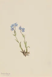 Forget-Me-Not Myosotis alpestris, 1907