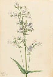 Foxglove Pentstemon