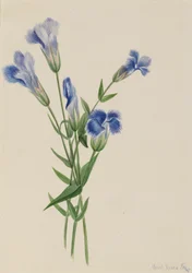 Fringed Gentian, 1905