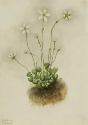 Fringed Parnassia