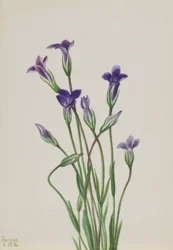 Gentian