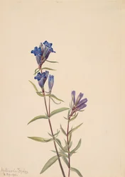 Gentian Gentiana affinis